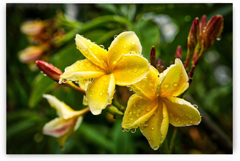 Yellow Plumeria After Rain by Chirag Pandya