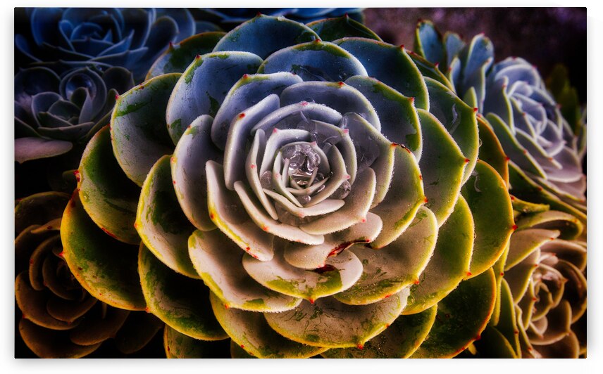 Radiant Succulent Spiral by Chirag Pandya