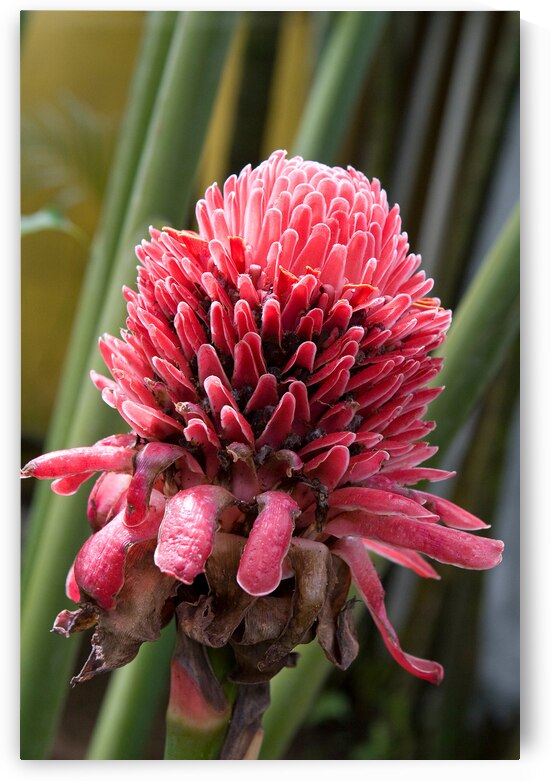 Torch Ginger Bloom by Chirag Pandya