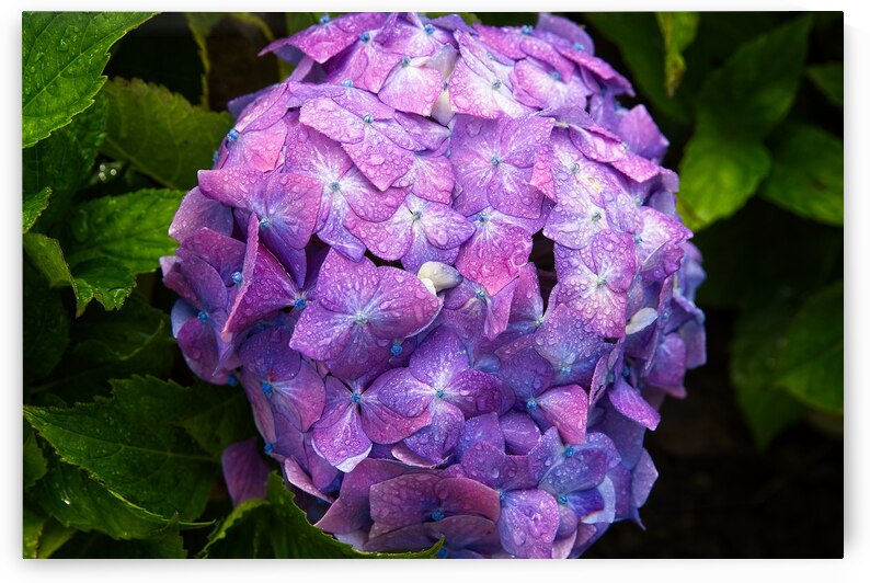 Hydrangea Jewel by Chirag Pandya