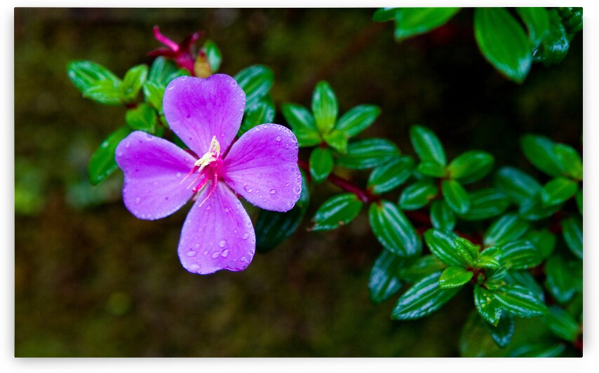 Purple Blossom After Rain by Chirag Pandya