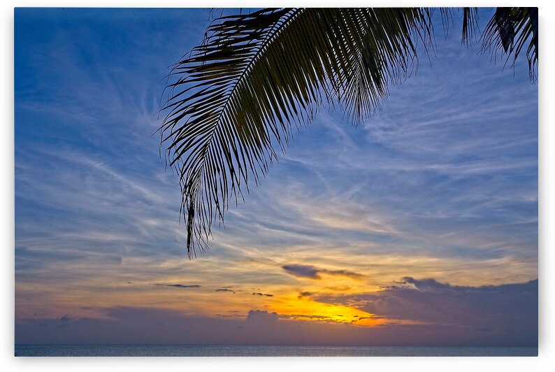 Palm-Framed Sunset by Chirag Pandya