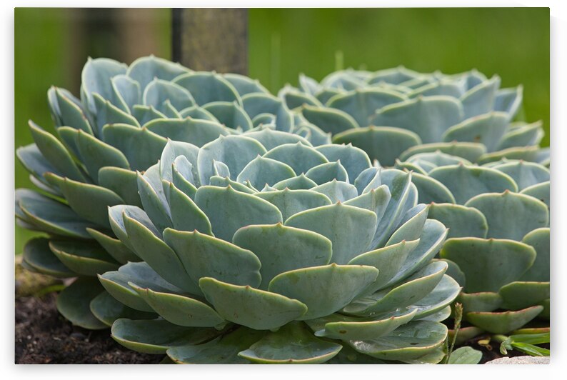 Succulent Rosettes by Chirag Pandya