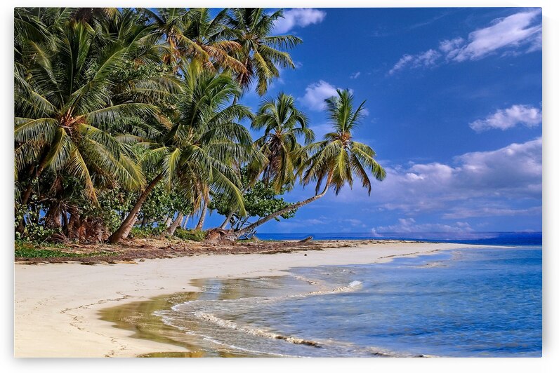 Tropical Shoreline Paradise by Chirag Pandya