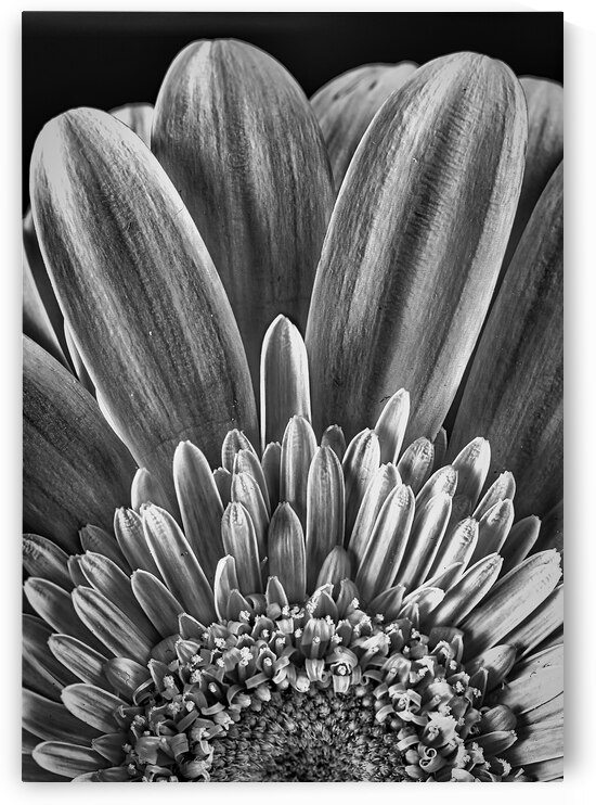 Bloom by Chirag Pandya