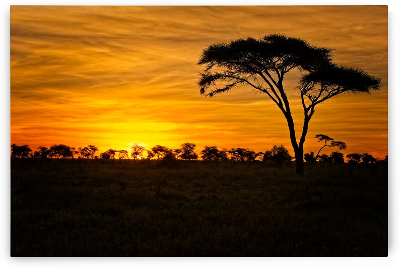 Savanna Gold by Chirag Pandya