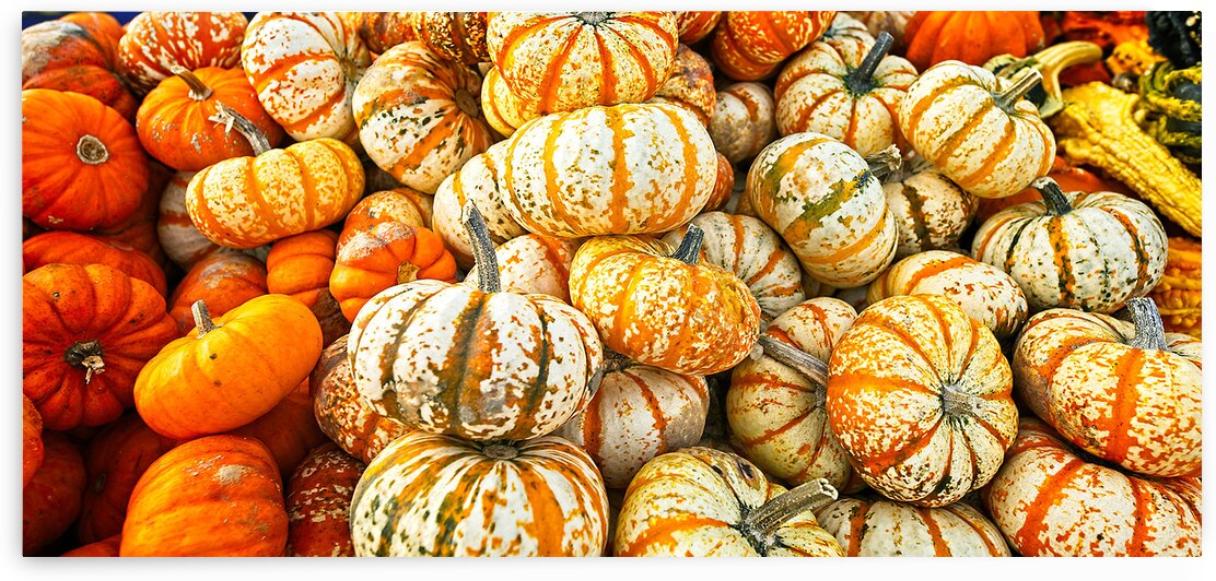 Harvest Harmony by Chirag Pandya