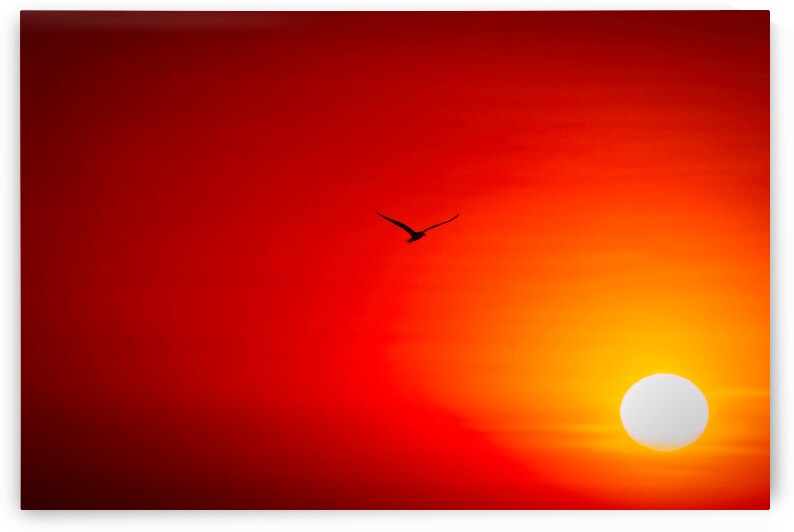 Flight Into the Fire Sky by Chirag Pandya