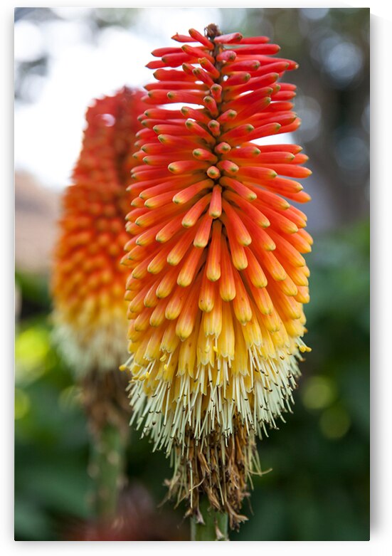 Fire Dance Bloom by Chirag Pandya