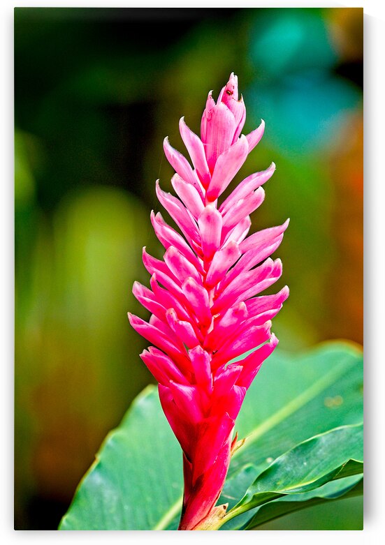 Jungle Bloom Elegance by Chirag Pandya