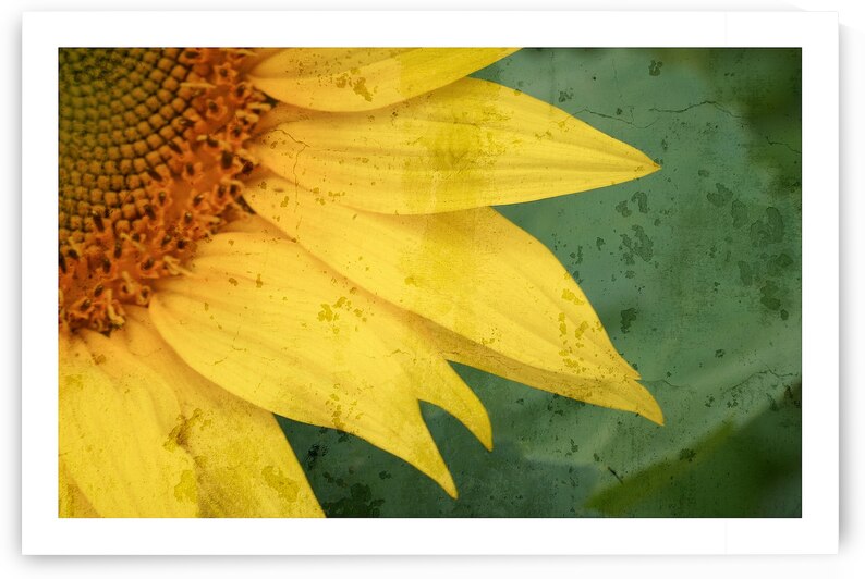 Sunflower Glow by Chirag Pandya