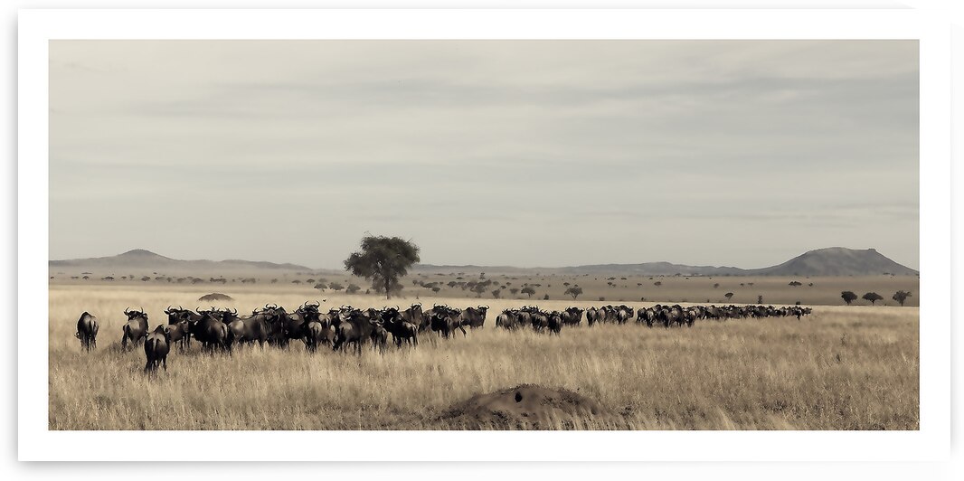 The Long Trek by Chirag Pandya