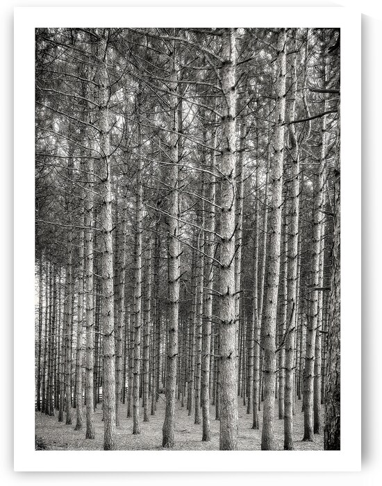 Forest Patterns by Chirag Pandya