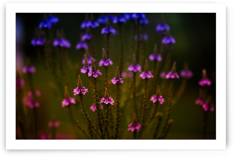 Garden Glow by Chirag Pandya