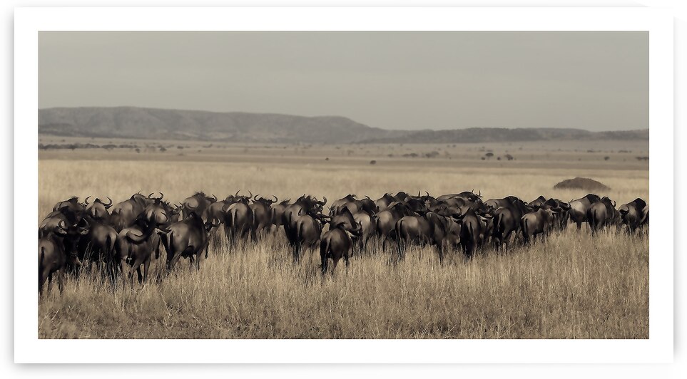 Journey of the Herd by Chirag Pandya