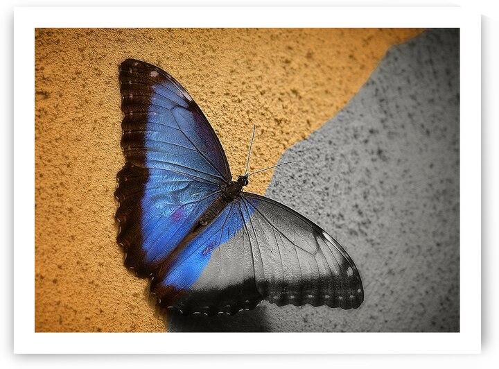 Blue Wing Beauty by Chirag Pandya