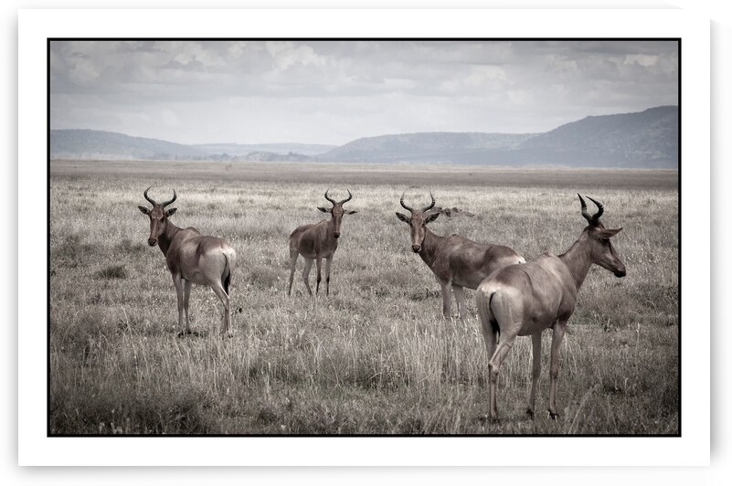 Antelope on the Plains by Chirag Pandya