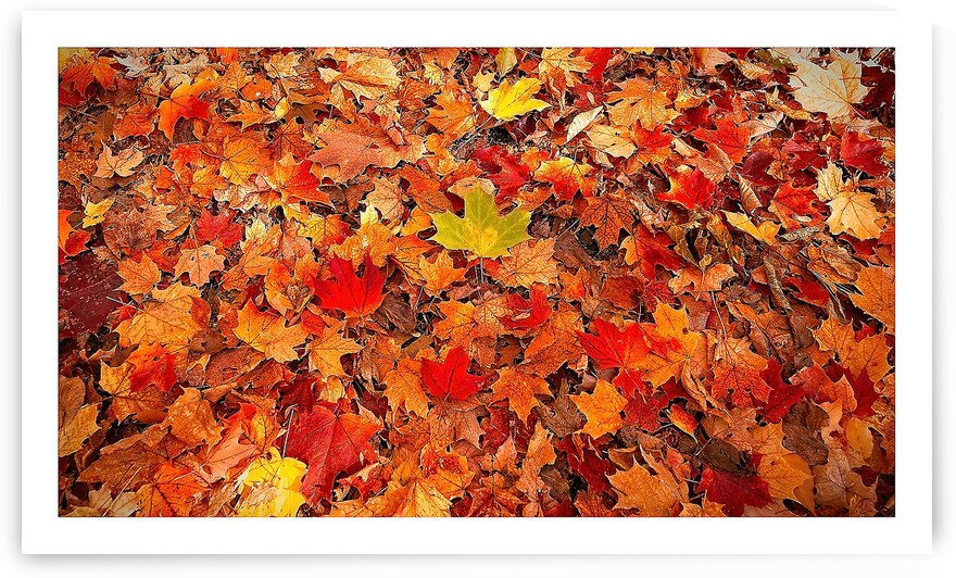 Autumn Carpet by Chirag Pandya