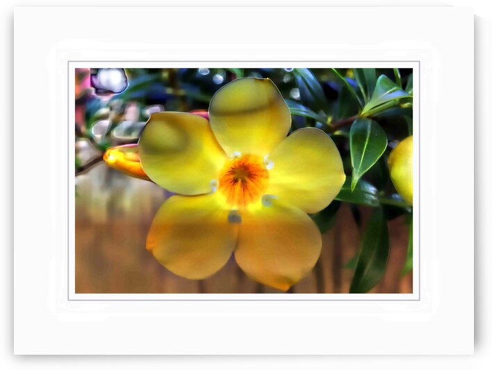 Yellow Flower Glow by Chirag Pandya