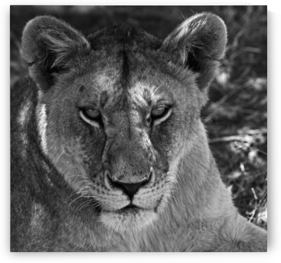 The Lioness Stare by Chirag Pandya