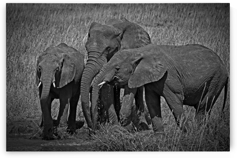 Elephants at the Waterhole by Chirag Pandya
