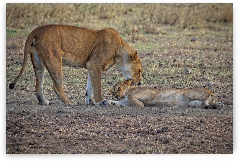 Mother’s Nudge by Chirag Pandya
