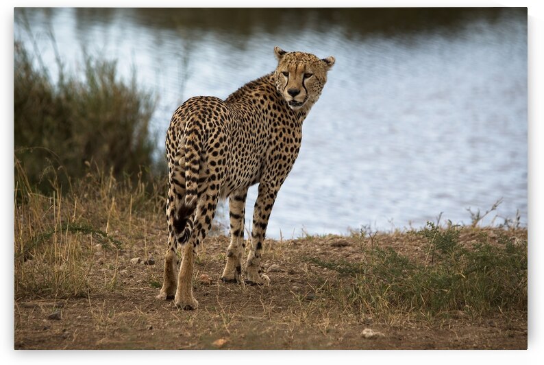Cheetah by the Water by Chirag Pandya