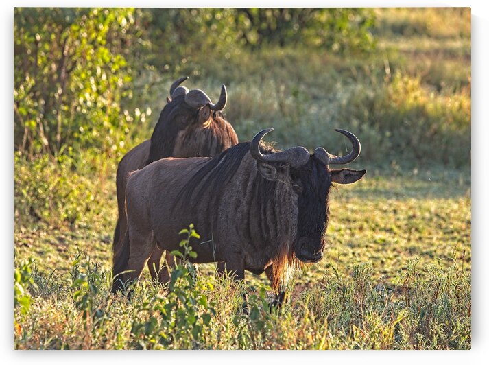 Wildebeest Pair by Chirag Pandya