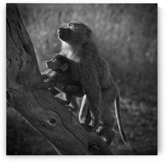 Baboons in Morning Light by Chirag Pandya