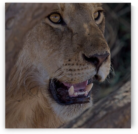 Close Look by Chirag Pandya