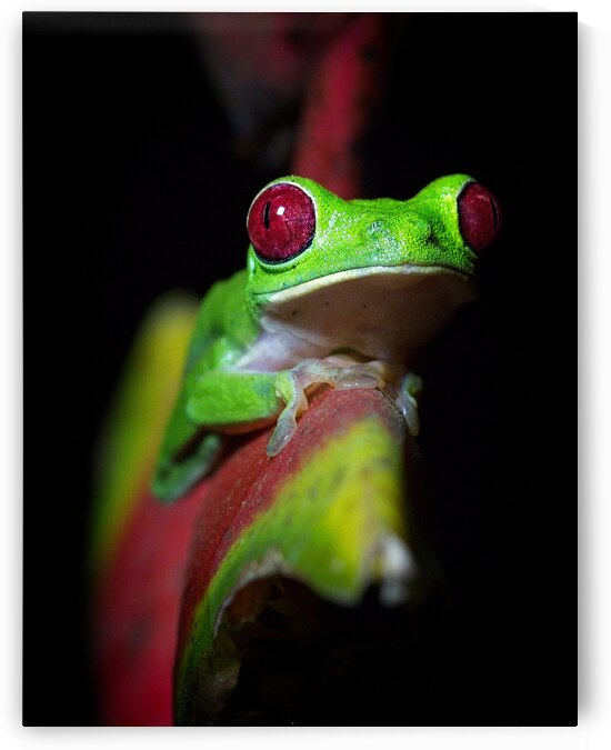 Red-Eyed Tree Frog by Chirag Pandya