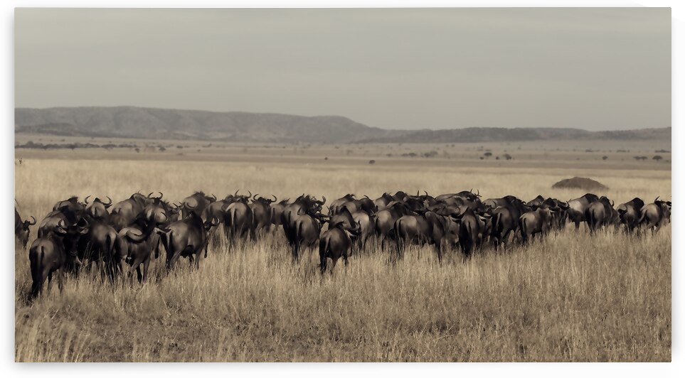 Wildebeest Migration Line by Chirag Pandya