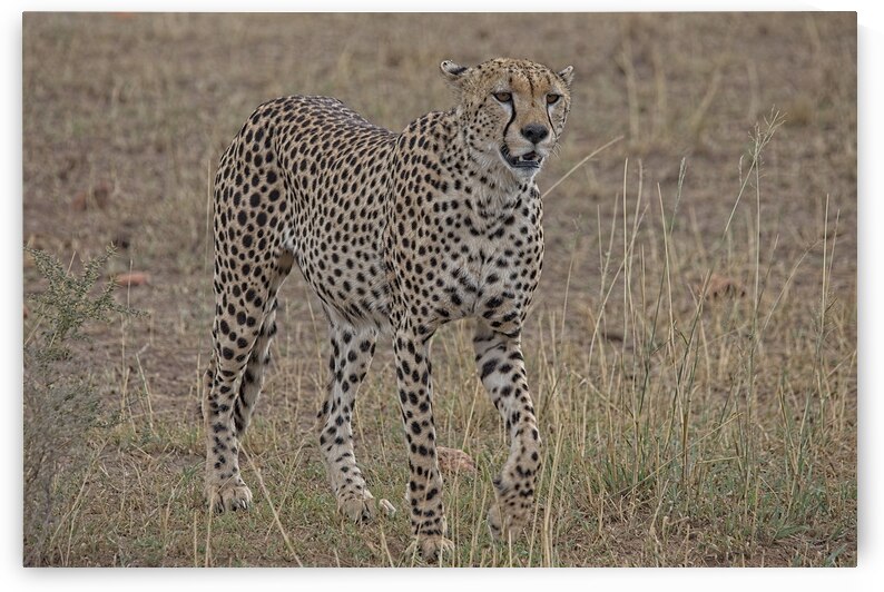 Cheetah on Patrol by Chirag Pandya