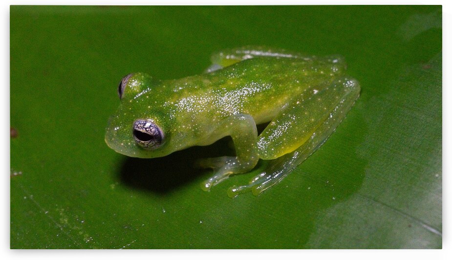 Glass Frog on Leaf by Chirag Pandya