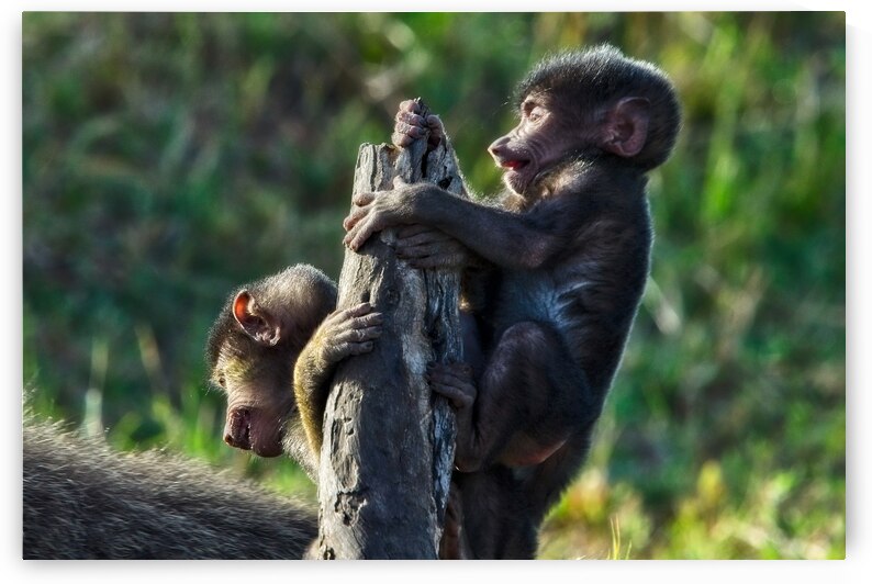 Baboons youth by Chirag Pandya