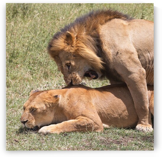 The Lions Claim by Chirag Pandya