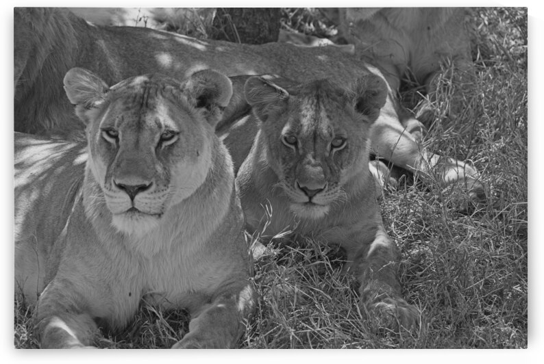Sisters of the Savannah by Chirag Pandya