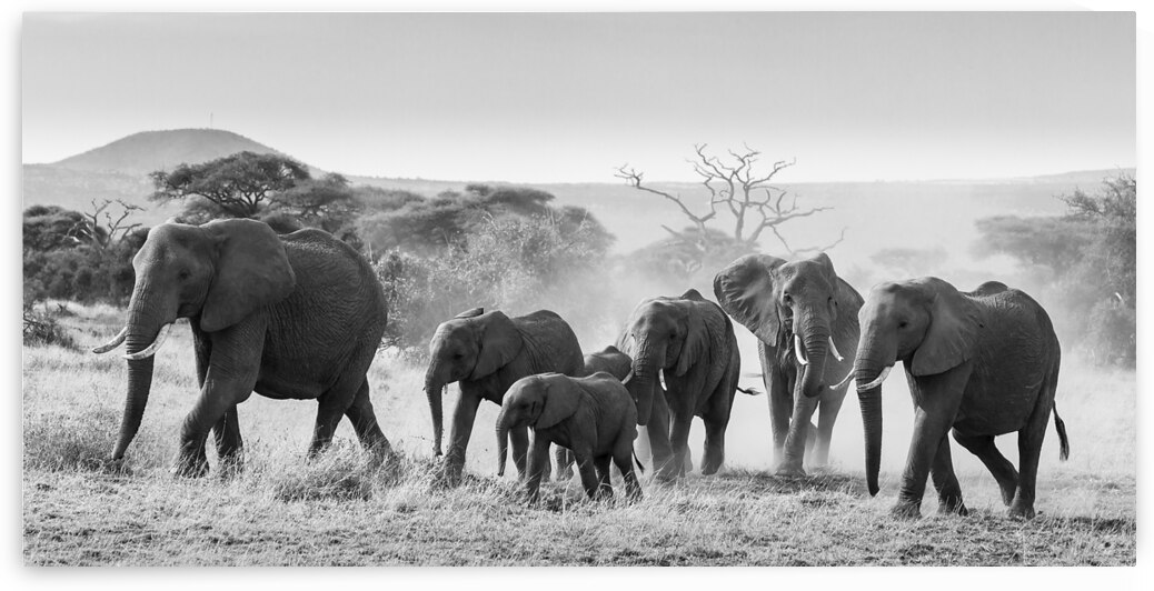 March of the Matriarchs by Chirag Pandya