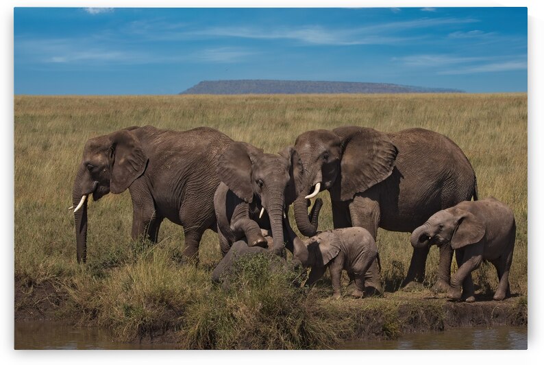 Elephant Family Gathering by Chirag Pandya