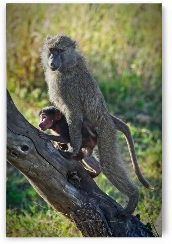 Mother’s Hold by Chirag Pandya