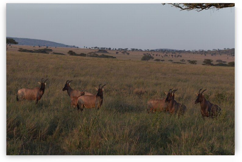Sentinels of the Plains by Chirag Pandya