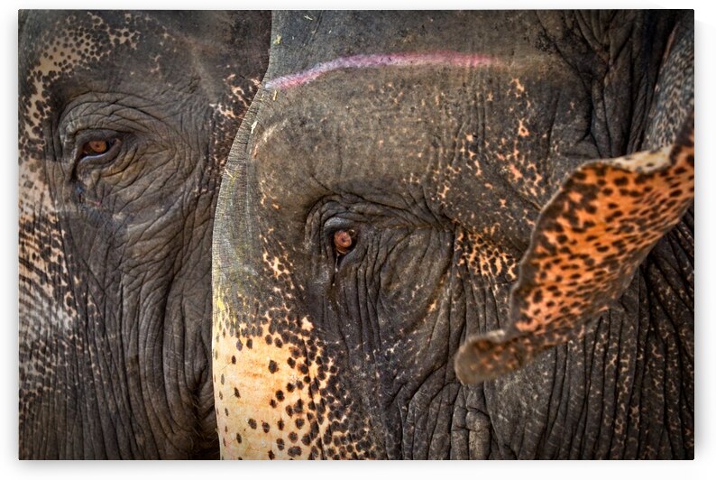 Ancient Companions by Chirag Pandya