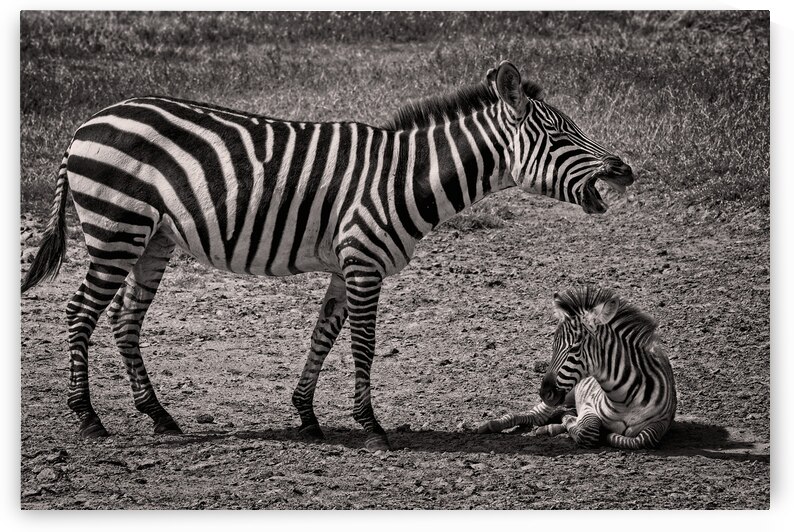 Zebras at Rest by Chirag Pandya