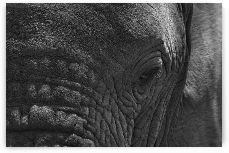 Wisdom in the Wrinkles by Chirag Pandya