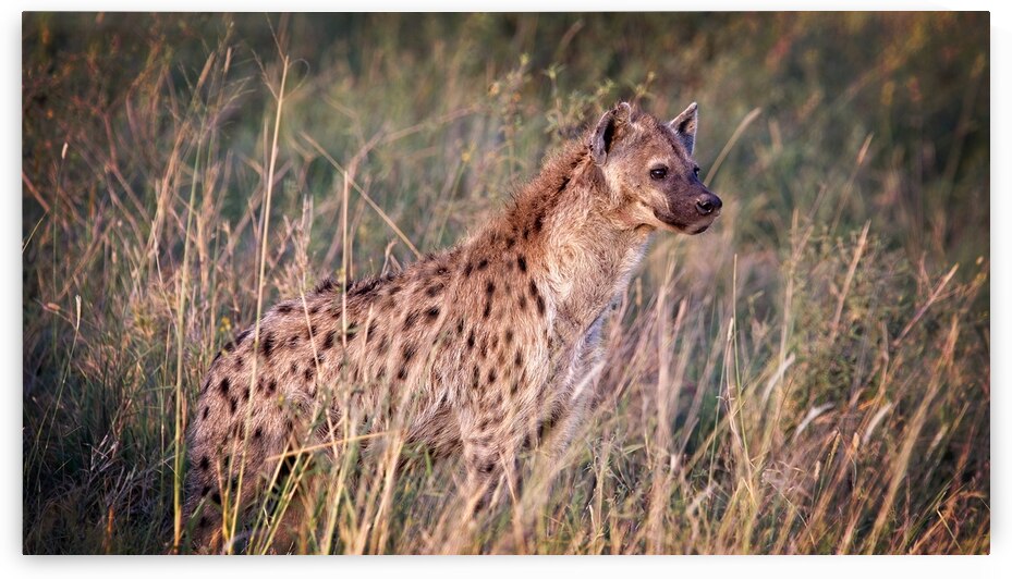 Evening Scout by Chirag Pandya