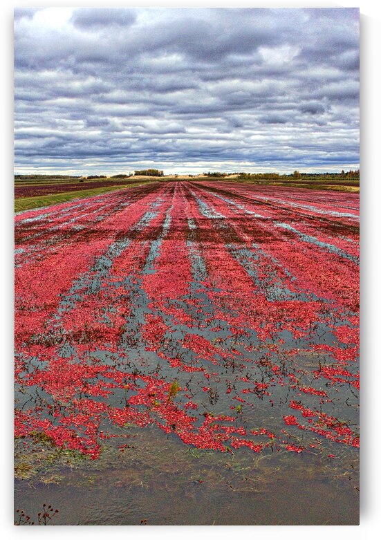 Crimson Harvest by Chirag Pandya