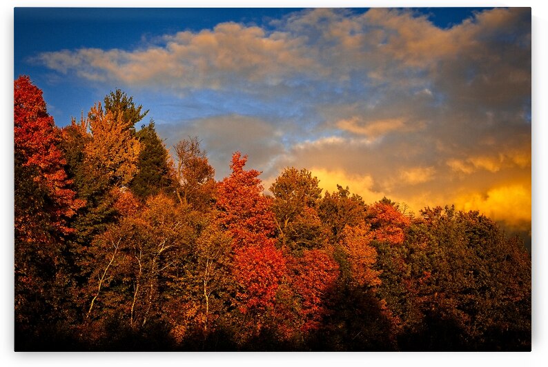 Golden Hour in the Treetops by Chirag Pandya