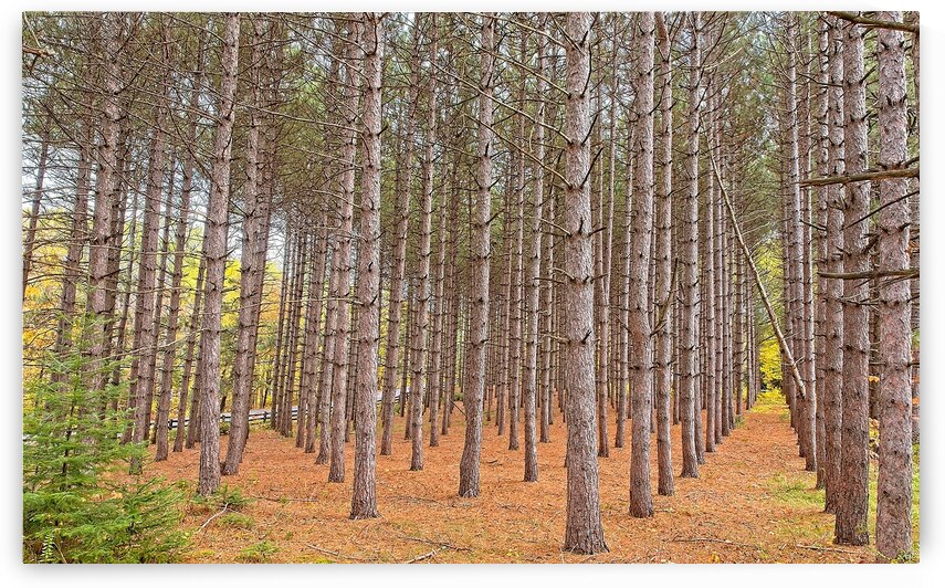 Symmetry of the Woods by Chirag Pandya