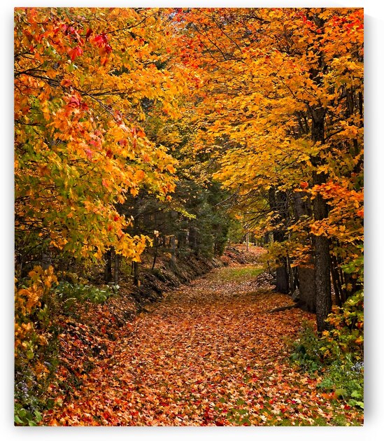 Pathway to Autumn by Chirag Pandya