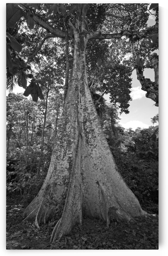 Roots of Time by Chirag Pandya